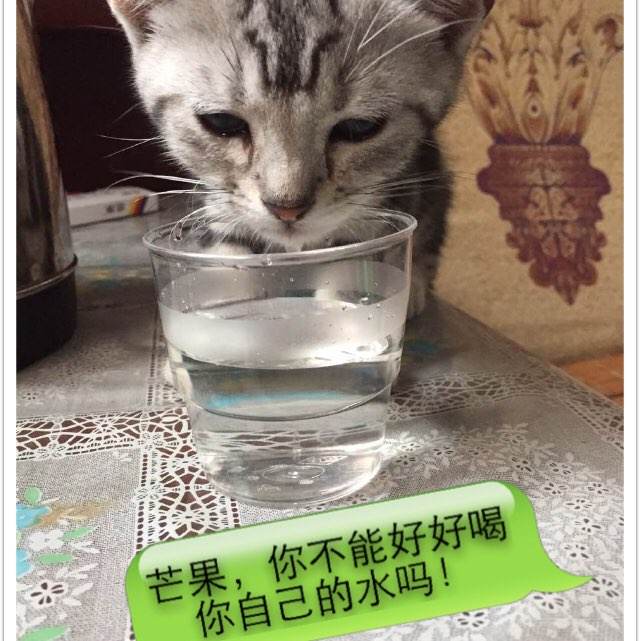 哪里可以办如何在线制作身份证